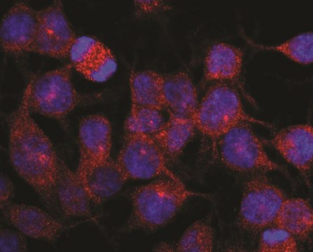 Monoclonal Anti-Kinesin (heavy chain) antibody