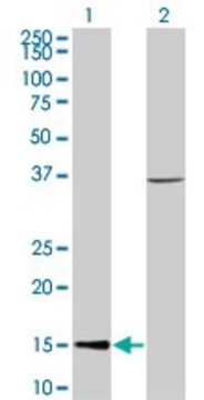 Monoclonal Anti-CHRAC1 antibody produced in