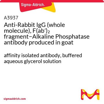 Anti-Rabbit IgG (whole molecule), F(ab?)?