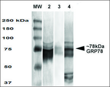 Monoclonal Anti-Grp78 - Atto 390