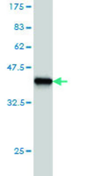 Monoclonal Anti-HOXC8 antibody produced in