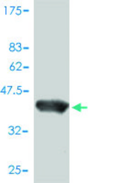 Monoclonal Anti-POLR2D antibody produced in
