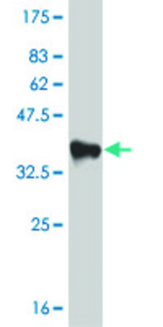 Monoclonal Anti-ARFIP2 antibody produced in
