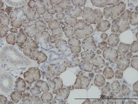 Monoclonal Anti-ITM1 antibody produced in