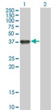 Monoclonal Anti-BOLL antibody produced in