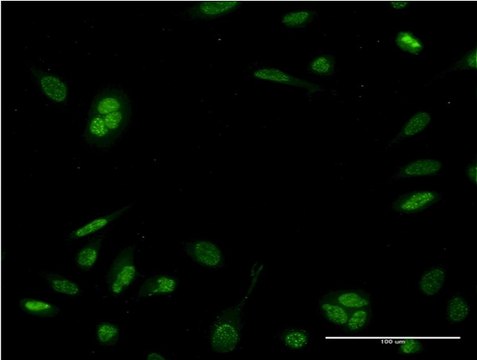Monoclonal Anti-NEUROD6 antibody produced in