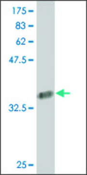 Monoclonal Anti-COL24A1 antibody produced in
