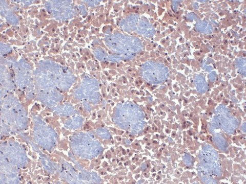 Monoclonal Anti-HCN2 antibody produced in