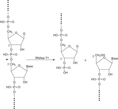 Ribonuclease T? from Aspergillus oryzae