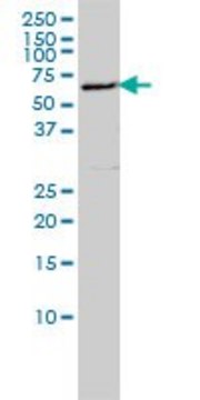 Monoclonal Anti-LSM16 antibody produced in