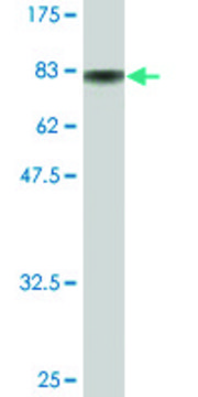 Monoclonal Anti-SF3A3 antibody produced in