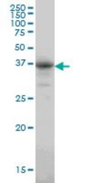 Monoclonal Anti-CA8 antibody produced in