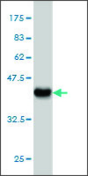 Monoclonal Anti-VARS antibody produced in