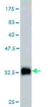 Monoclonal Anti-TKTL2 antibody produced in