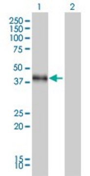 Monoclonal Anti-DLX3 antibody produced in