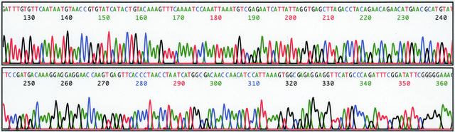 REDExtract-N-Amp™ Seed PCR Kit