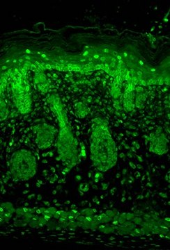 Monoclonal Anti-KCNJ2 antibody produced in