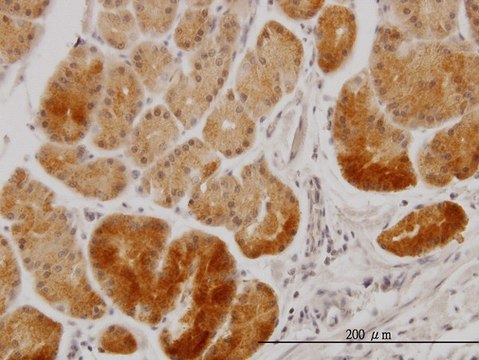 Monoclonal Anti-XAB1 antibody produced in