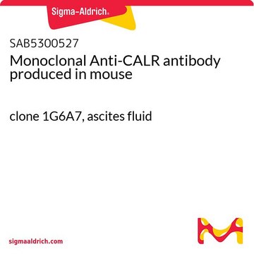 Monoclonal Anti-CALR antibody produced in