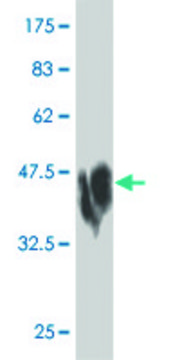 Monoclonal Anti-CDH2 antibody produced in