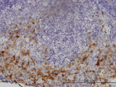 Monoclonal Anti-GCH1 antibody produced in
