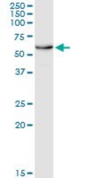 Monoclonal Anti-EDAR antibody produced in