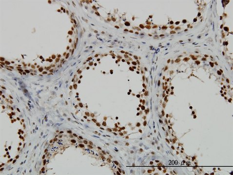Monoclonal Anti-RAD18 antibody produced in