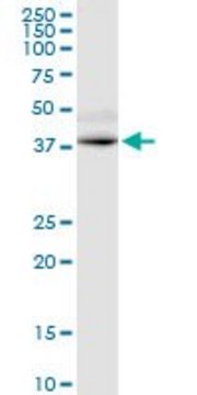 Monoclonal Anti-GPRC5D antibody produced in