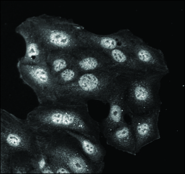 Monoclonal Anti-HDEL antibody produced in
