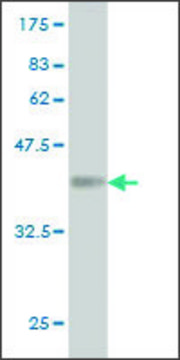 Monoclonal Anti-ALX3 antibody produced in