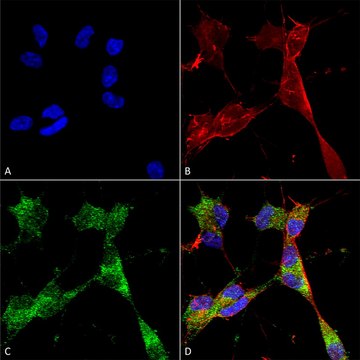 Monoclonal Anti-Ataxin - Atto 594