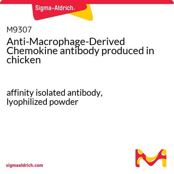 Anti-Macrophage-Derived Chemokine antibody produced in