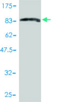 Monoclonal Anti-PRC1 antibody produced in