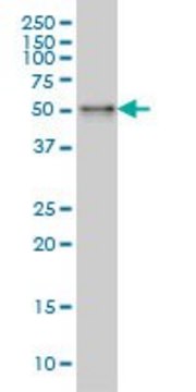 Monoclonal Anti-SNX4 antibody produced in