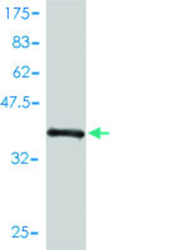 Monoclonal Anti-LRRC8D antibody produced in