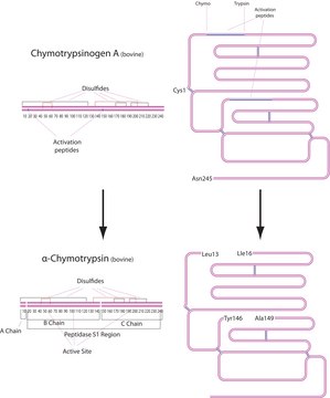 ?-Chymotrypsin from bovine pancreas