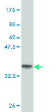 Monoclonal Anti-EVI1 antibody produced in