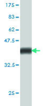 Monoclonal Anti-PCDHGA1 antibody produced in