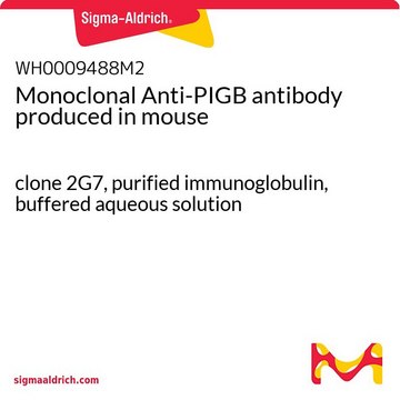 Monoclonal Anti-PIGB antibody produced in