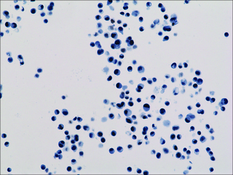 Anti-Acetyl-Histone H3 (Lys18) antibody, Rabbit