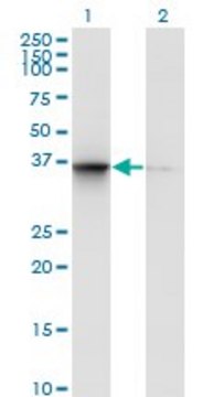 Monoclonal Anti-TSNAXIP1 antibody produced in