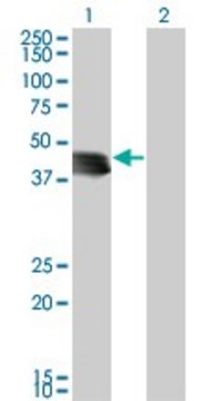 Monoclonal Anti-GENX-3414 antibody produced in