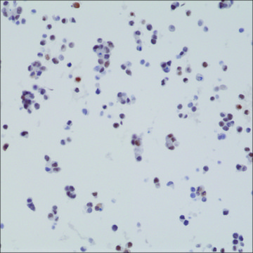 Anti-BAG-1L antibody, Rabbit monoclonal