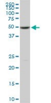 Monoclonal Anti-POLE2 antibody produced in