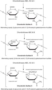 Chondroitinase B from Flavobacterium heparinum