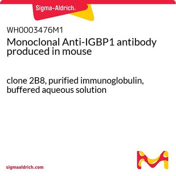 Monoclonal Anti-IGBP1 antibody produced in