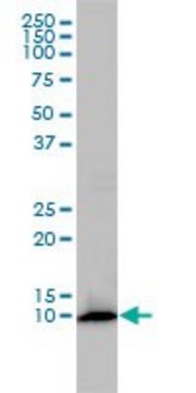 Monoclonal Anti-FKBP1A antibody produced in