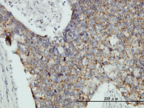 Monoclonal Anti-MRPL12 antibody produced in