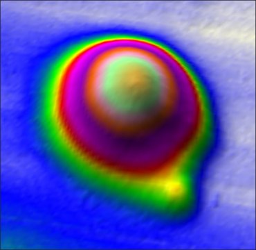 IgG from bovine serum
