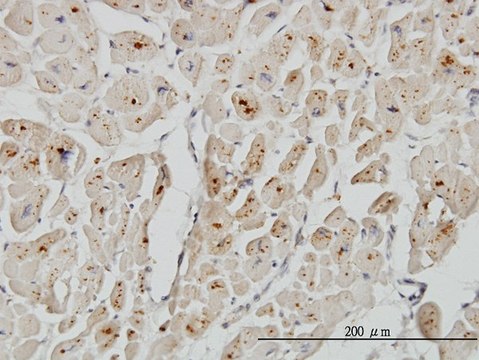 Monoclonal Anti-ASAH1 antibody produced in